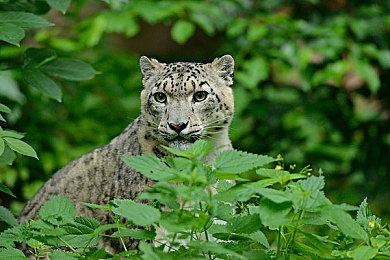 《灵活脑学校 一起伸展大脑》发布中文CM2 游戏12月3日发售