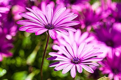 2023年8月成功出海的中国手游 《崩坏：星穹铁道》重回收入榜和增长榜冠军